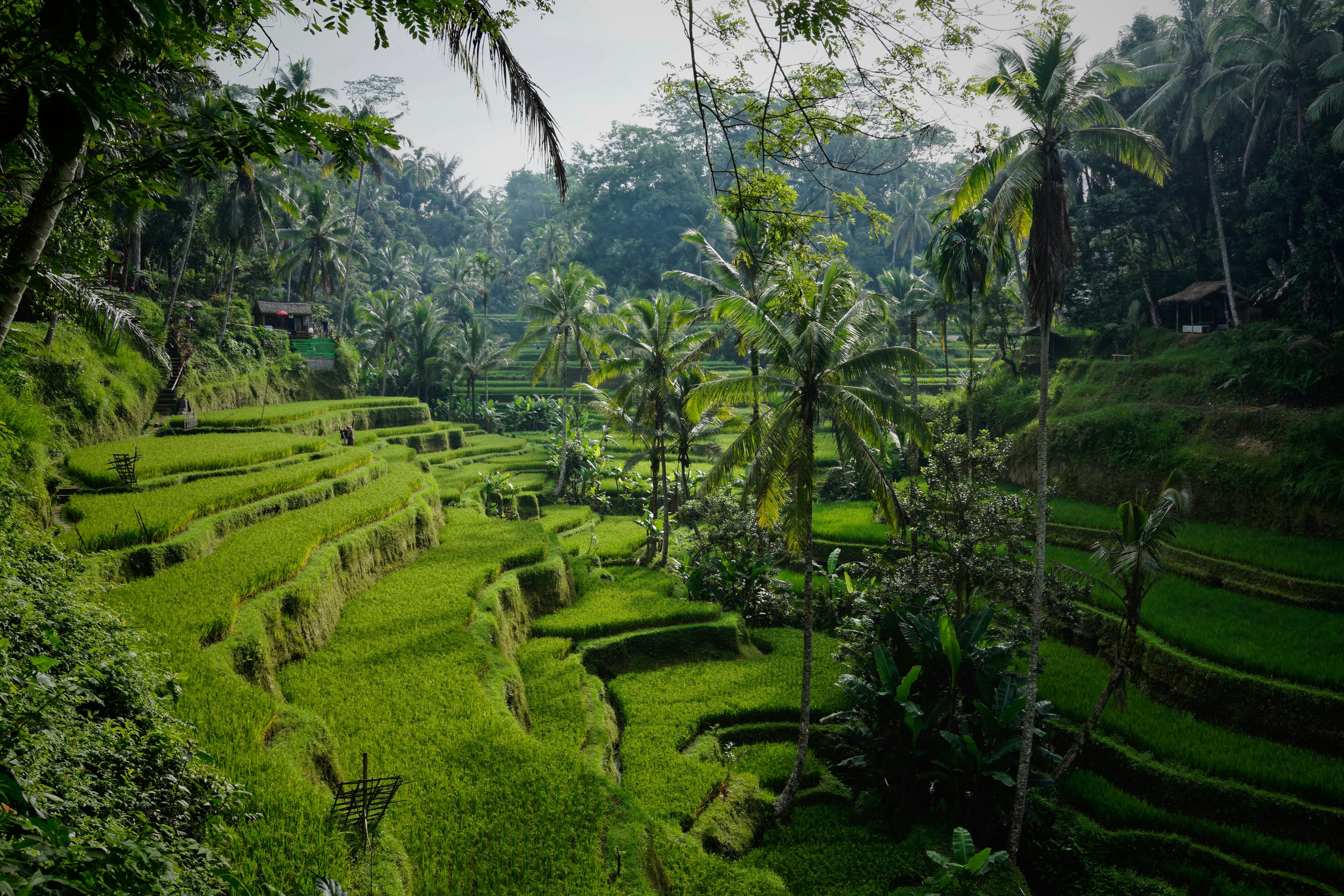 Bali Delight 6-Night Escape with VietJet - bali tour package from  Kolkata featuring Indonesia