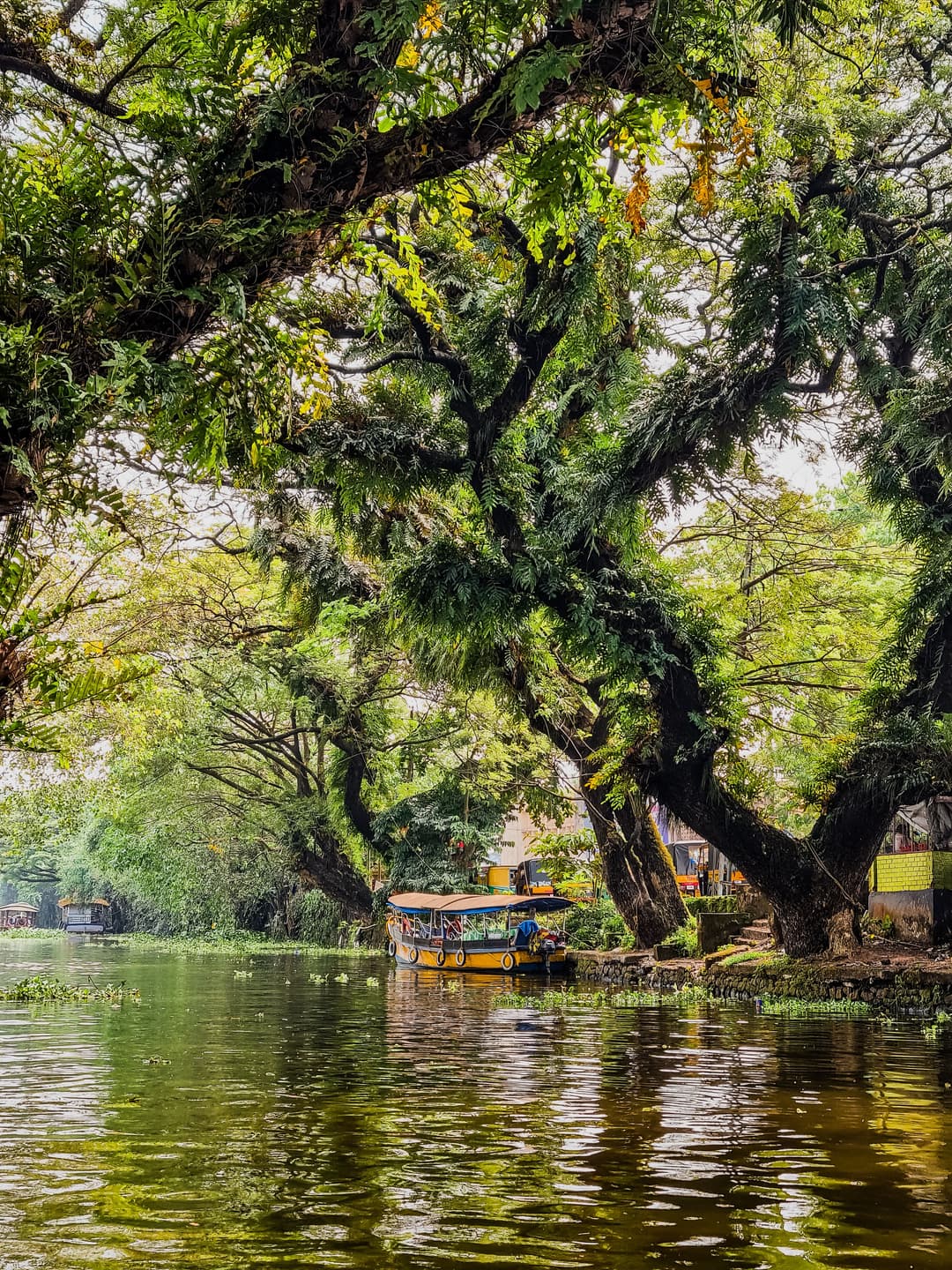 Kerala Tour Package | 7 Days Mist And Beaches, Munnar hills