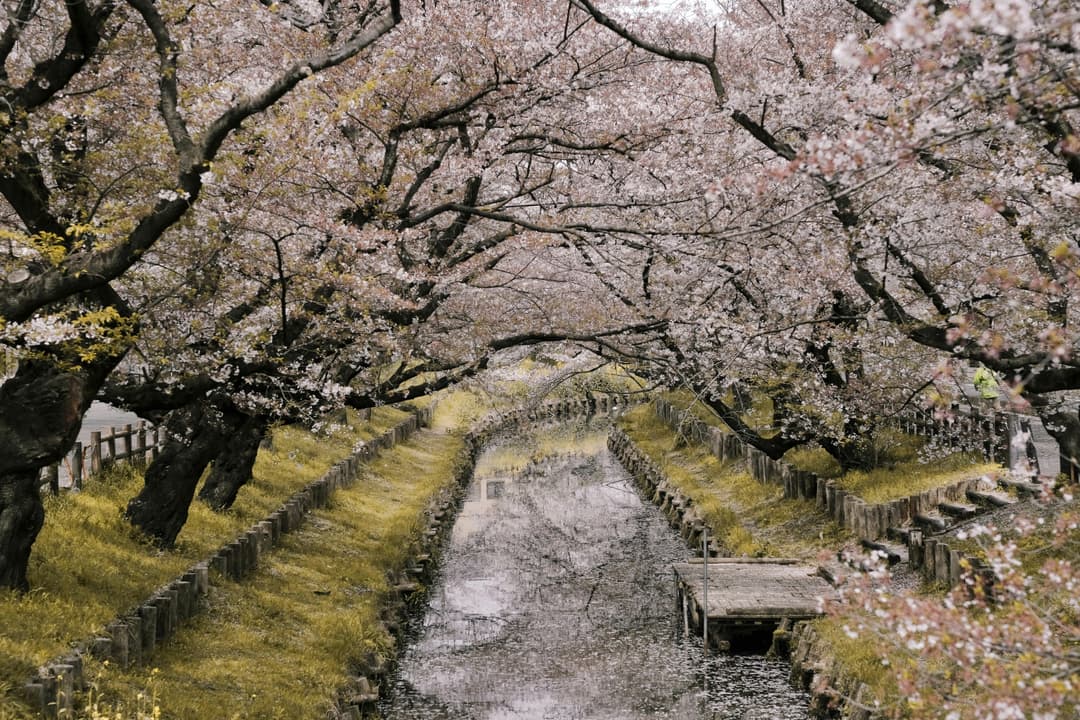 Discover Japan’s Treasures: From Tokyo to Osaka