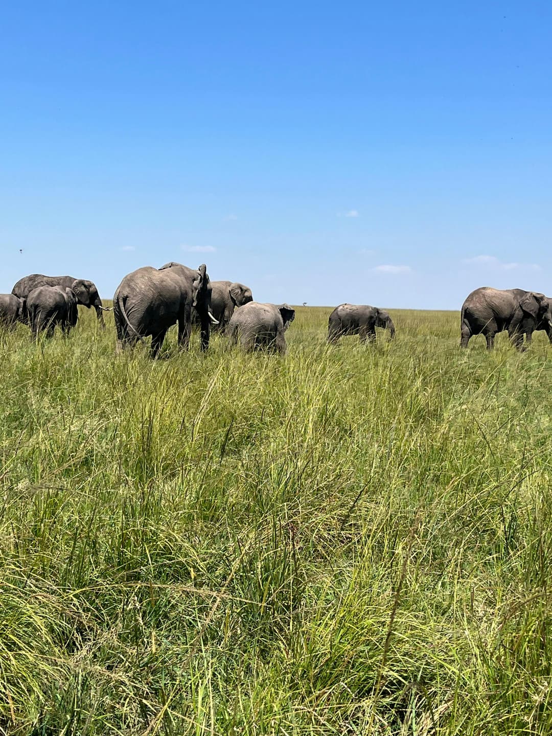 5-Day Kenya Safari| Maasai Mara, Naivasha and Giraffe Centre