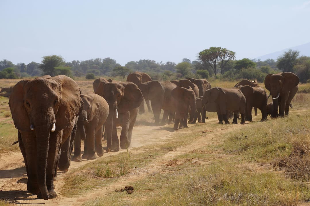 Kempinski Kenya Safari | 6-Day Nairobi and Masai Mara Tour