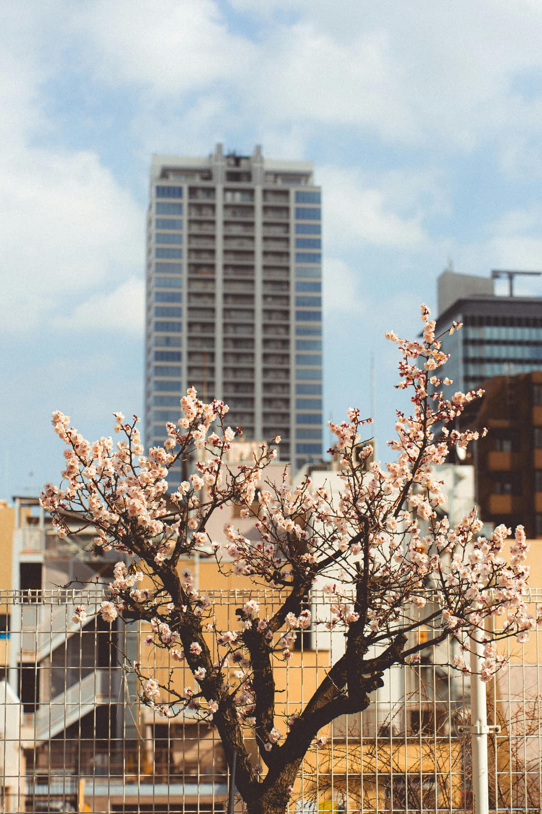 Japan Sakura Tour 2026 | 07 Nights 08 Days Cherry Blossom Trip