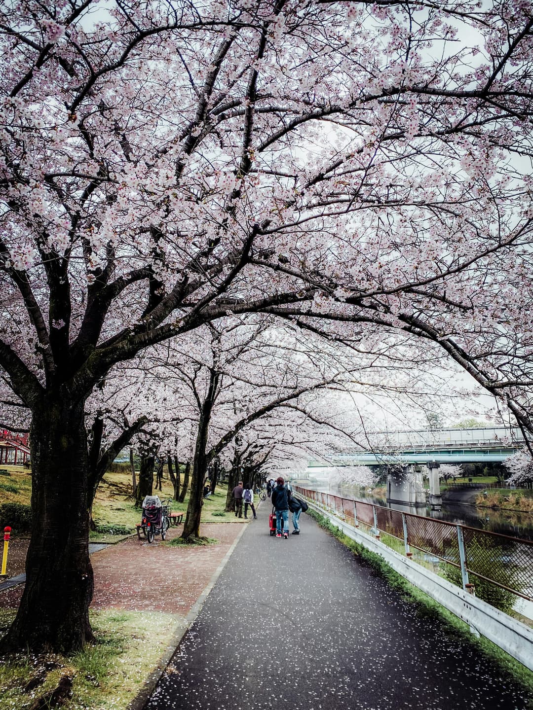 Japan Tour Package 2026| Tokyo Kyoto Osaka Nara |Book Now