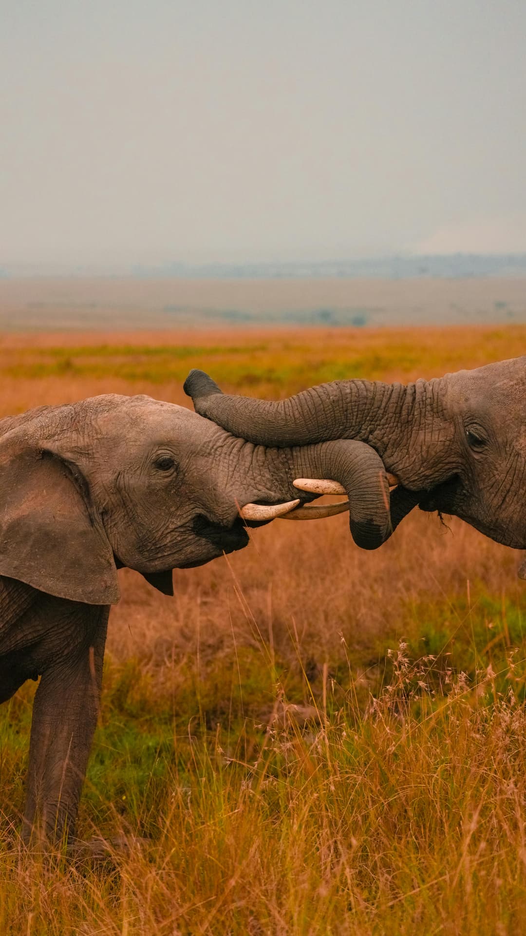 Kenya Safari Tour | 5-Day Naivasha & Maasai Mara Adventure