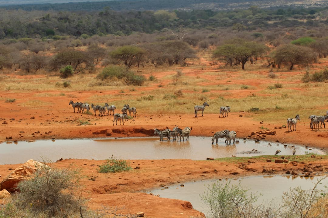 Kenya Safari Tour | 5-Day Naivasha & Maasai Mara Adventure