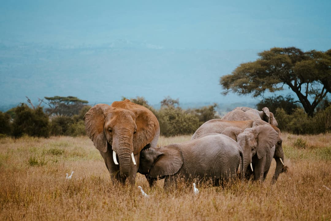 Kenya Safari Tour | 5-Day Naivasha & Maasai Mara Adventure