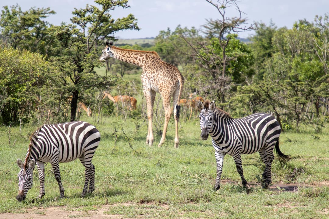 Kenya Safari Tour | 5-Day Naivasha & Maasai Mara Adventure