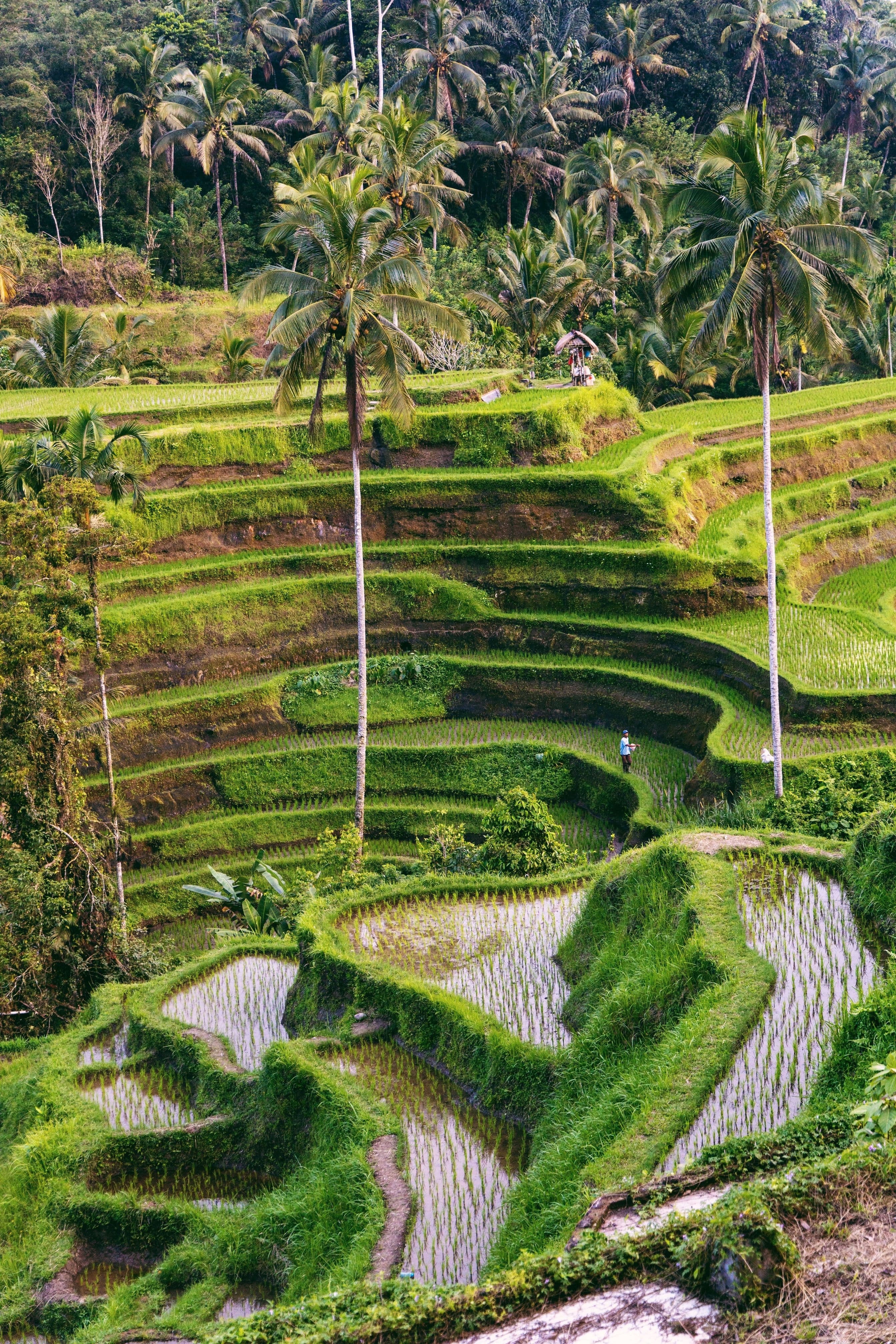 Bali Tour Package 6 Days | Affordable Island Escape - bali-tour tour package from jabalpur featuring Bali
