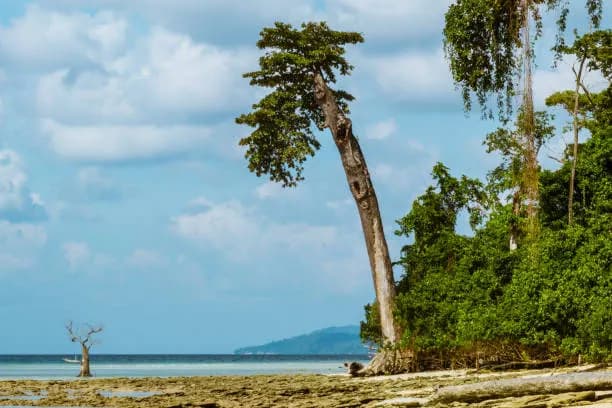 6-Day Unforgettable Andaman: Historic Port Blair, Radhanagar Beach & Neil Island Wonders