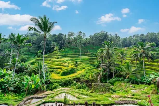 8-Day Bali Marriott Special: Swing, Rafting, Water Sports & Ubud Escape (Ex-Ahmedabad)