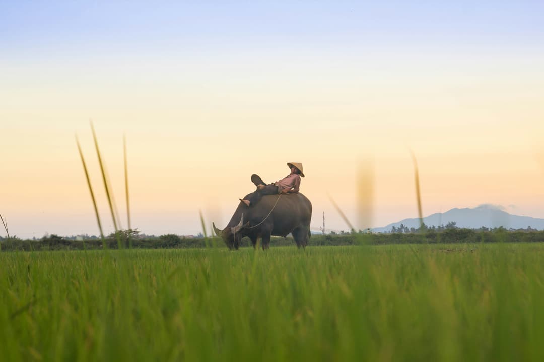 Vietnam Grand Tour | Hanoi to Ho Chi Minh 8-Day Trip 2026
