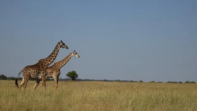 kenya Tour Highlight 2